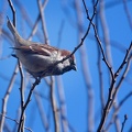 Mar 19 - Sparrow.jpg
