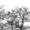 Apr 03 - Trees