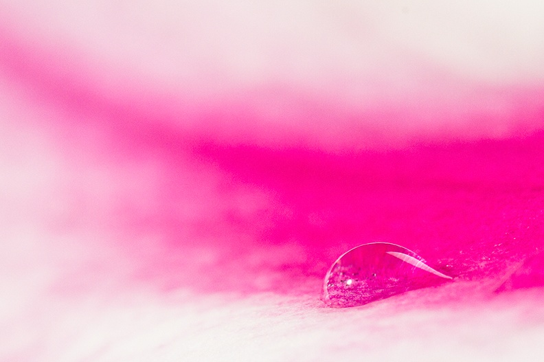 A droplet on an (old) magnolia petal.