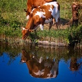 Jul 11 - Cows