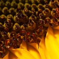 Jul 23 - Detail of a sunflower