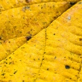 Nov 05 - Leaf