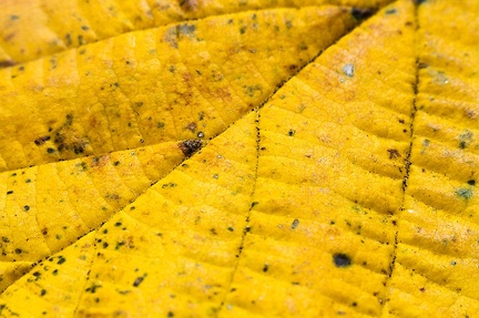 Nov 05 - Leaf