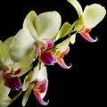 Nov 29 - Orchids