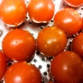 Jan 01 - Tomatoes
