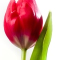 Jan 10 - Tulip.jpg
