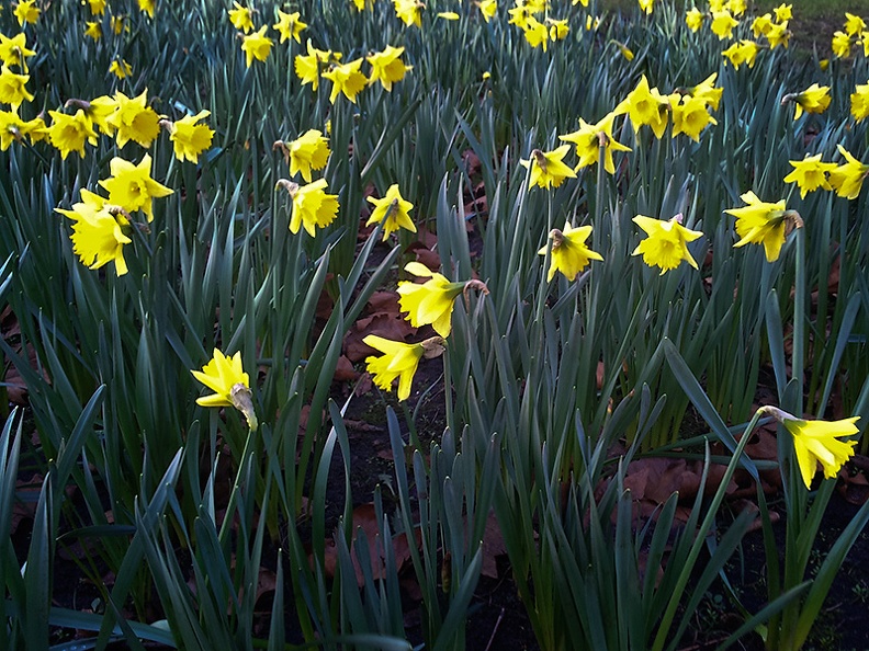 A quick snapshot this afternoon of daffodils. It looks like spring.
