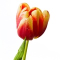 Jan 31 - Another tulip