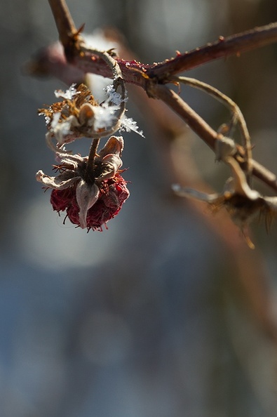 One raspberry left in my garden. Frozen with a touch of snow in the winter sun.