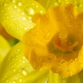 Feb 16 - Daffodil