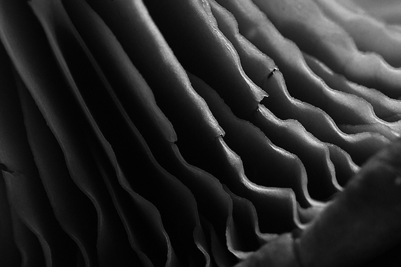 Detail of an oyster mushroom before the baking.