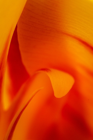 Detail of a tulip