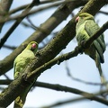 Apr 12 - Ring-necked Parakeet
