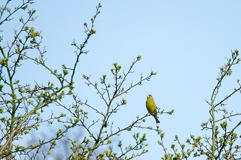 My guess is that this is a Greenfinch.