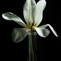 Apr 16 -White tulip