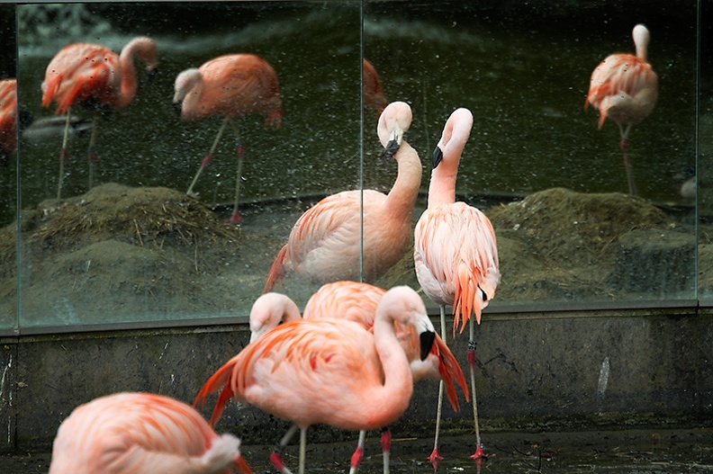 Flamingos in the zoo with a mirror