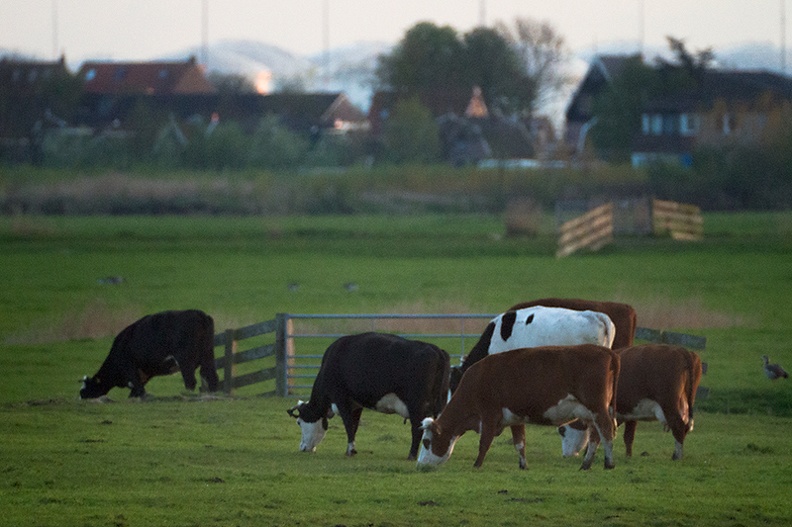 Some cows in the late evening.