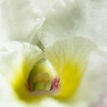 Apr 27 - Detail of a flower