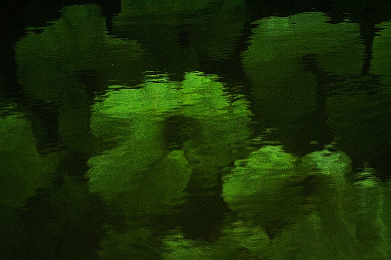 Reflection of leaves in the water