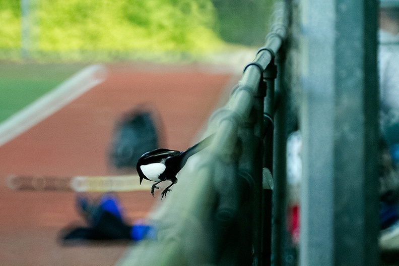 A magpie jumping to the ground.