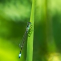 May 22 - Dragonfly