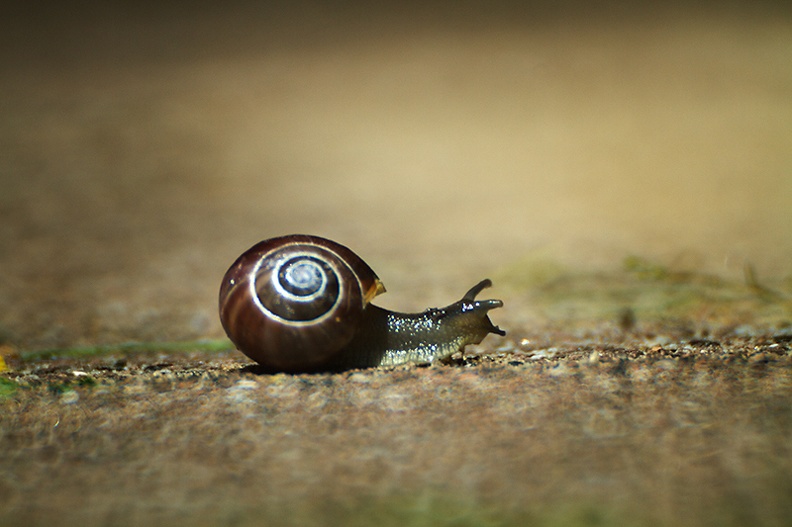 May 28 - Snail.jpg