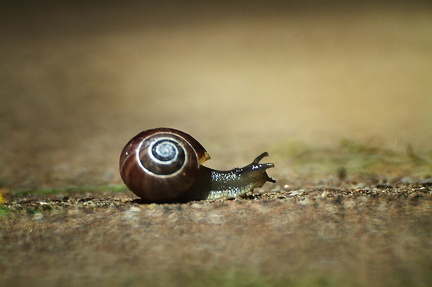May 28 - Snail