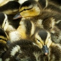 May 29 - Ducklings.jpg