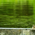 Jun 01 -  Ducky