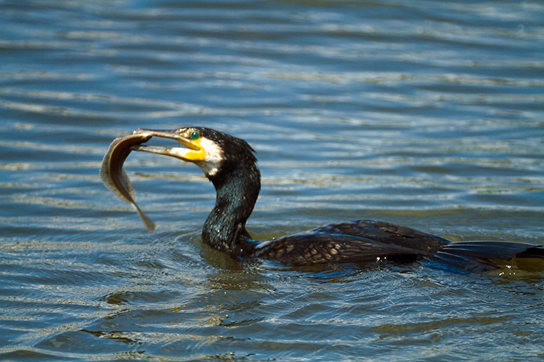 Spent some time today watching this cormorant fishing in the harbor. And he got one!