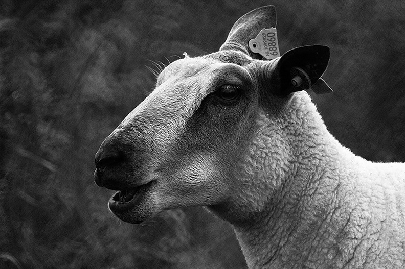 Portrait of a sheep.