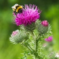 Jun 05 - Thistle and bee
