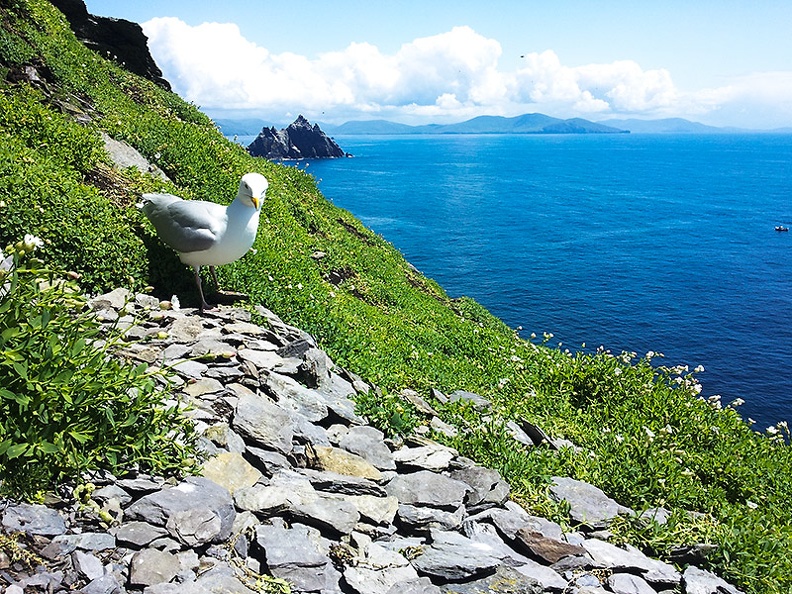 Skellig Islands. First time I've seen gannets (very impressive) and puffins (very cute) in the wild.