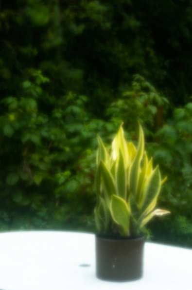 A sansevieria in the rain. First attempt with a pinhole.