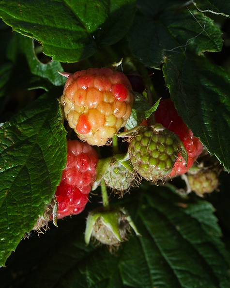 Raspberries in a windy and wet garden. Ready to be eaten soon, I hope.