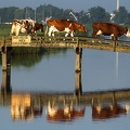Aug 27 - Cows bridge
