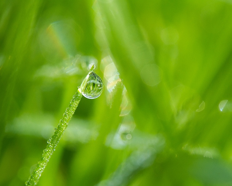 Macro on a sunny morning in wet grass