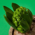 Nov 26 - Hyacinth