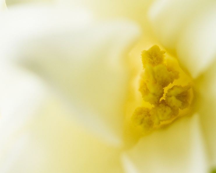 Closeup of a hyacinth (same as Nov 26).