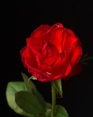 Jan 17 - Rose