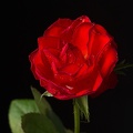 Jan 17 - Rose