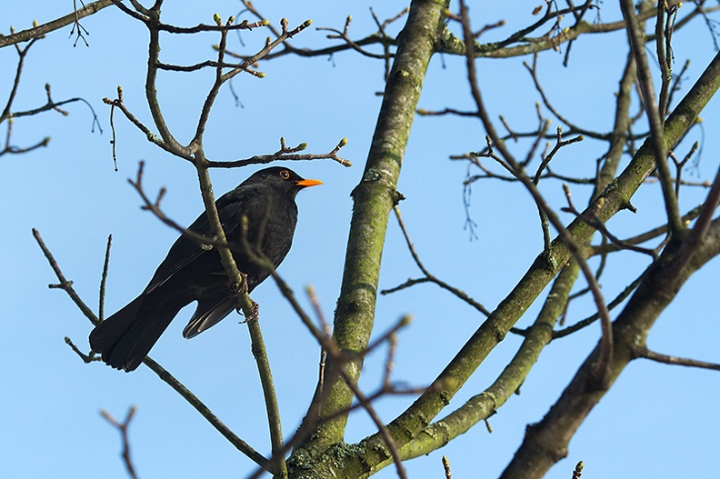 A blackbird in a cold tree