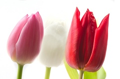 Feb 14 - Tulips
