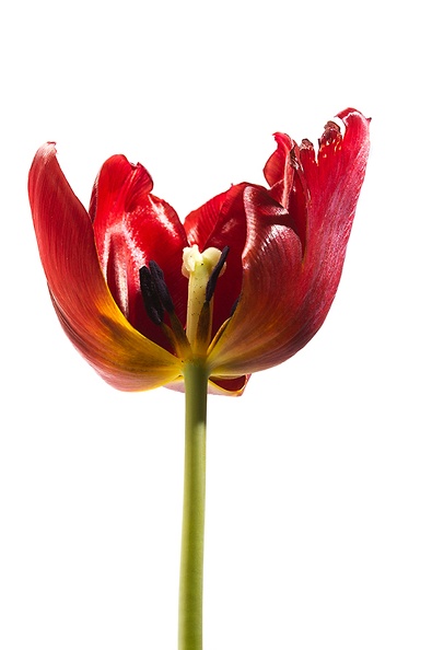 I just liked this old tulip.