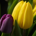 Mar 09 - Tulips.jpg