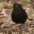 Apr 04 - Common blackbird.jpg
