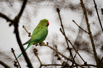 Apr 19 - Ring-necked parakeet