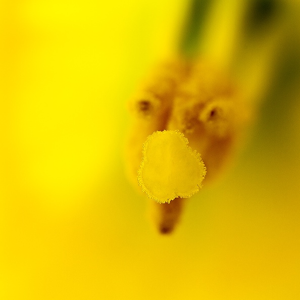 The inside of a daffodil.