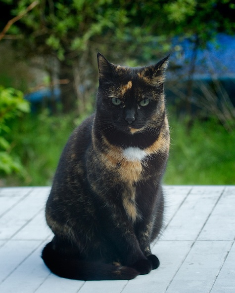 Neo (one of our cats) posing on the garden table this late afternoon. I think she smelled the delicious salmon in the oven.