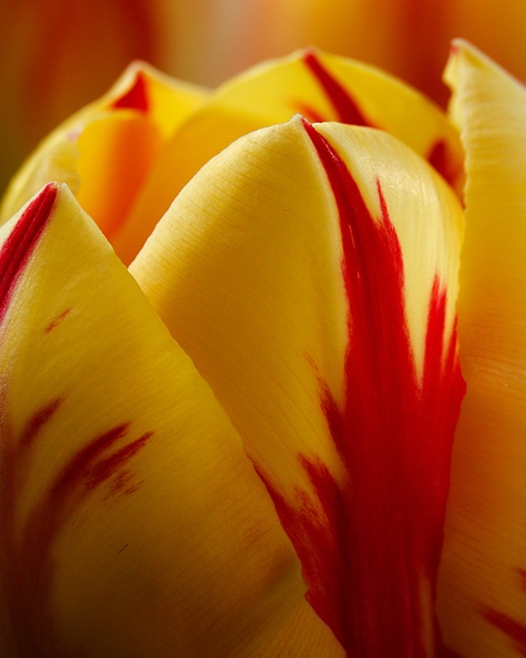 A late evening tulip photo.